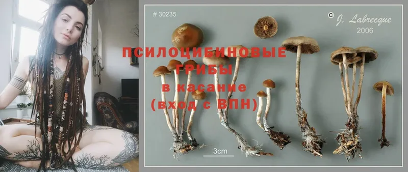 купить наркотик  Бикин  Галлюциногенные грибы Psilocybine cubensis 